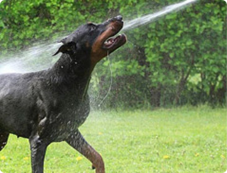Pet Bathing